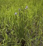 Iris sibirica