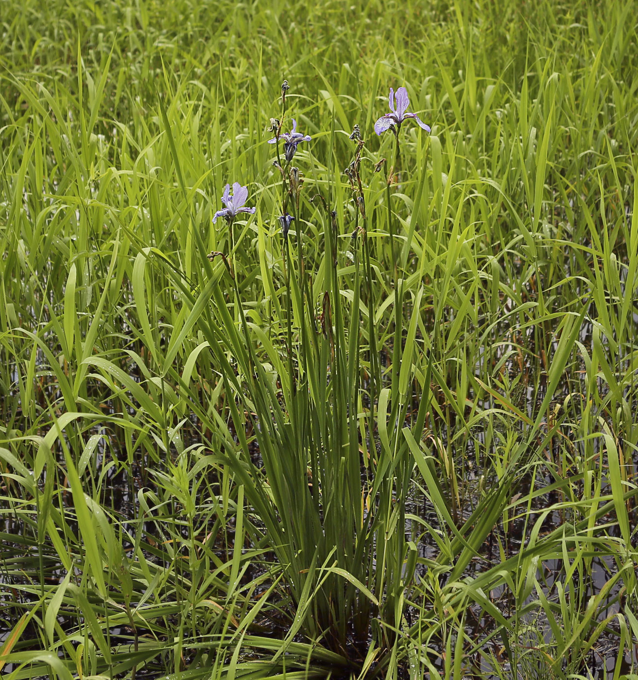 Image of Iris sibirica specimen.