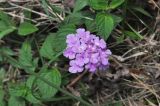 Lantana montevidensis. Соцветие. Южный Китай, Гуанси-Чжуанский автономный р-н, окр. г. Яншо, берег реки. 12.10.2017.