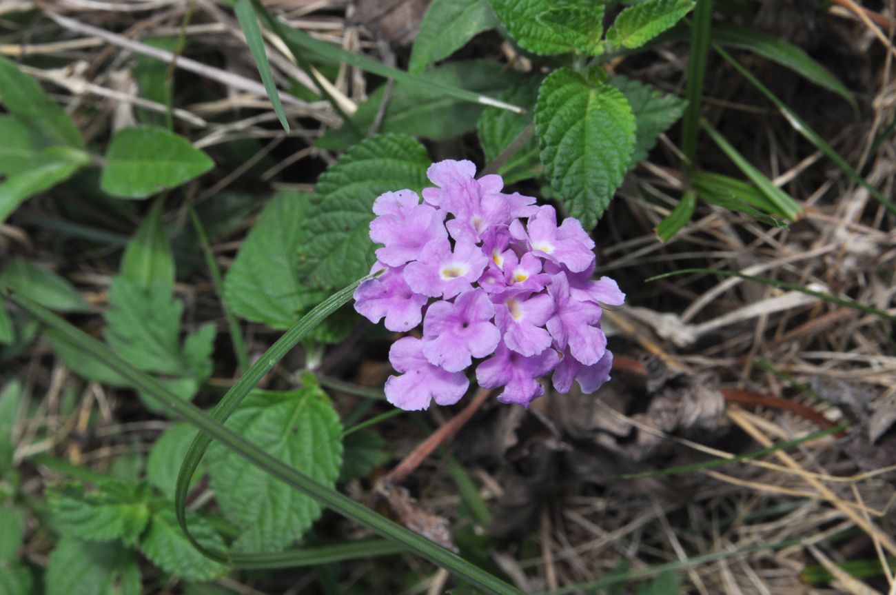 Изображение особи Lantana montevidensis.