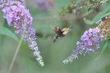 Buddleja davidii. Соцветия и кормящийся бражник. Южный Китай, провинция Хунань, парк Zhangjiajie National Forest Park, долина небольшого ручья. 6 октября 2017 г.