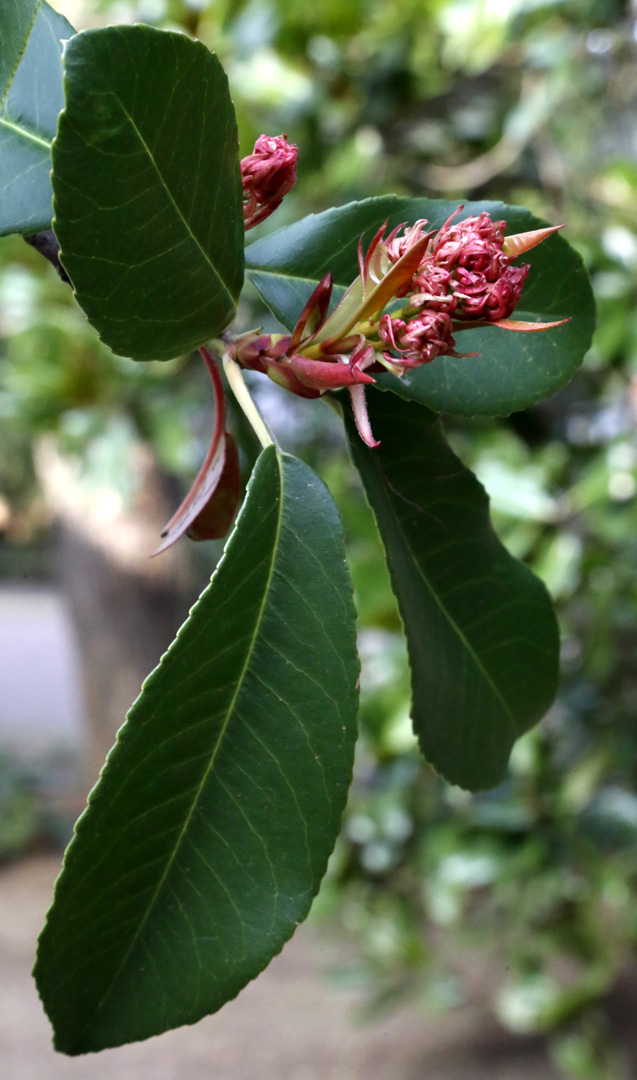 Image of Photinia serratifolia specimen.