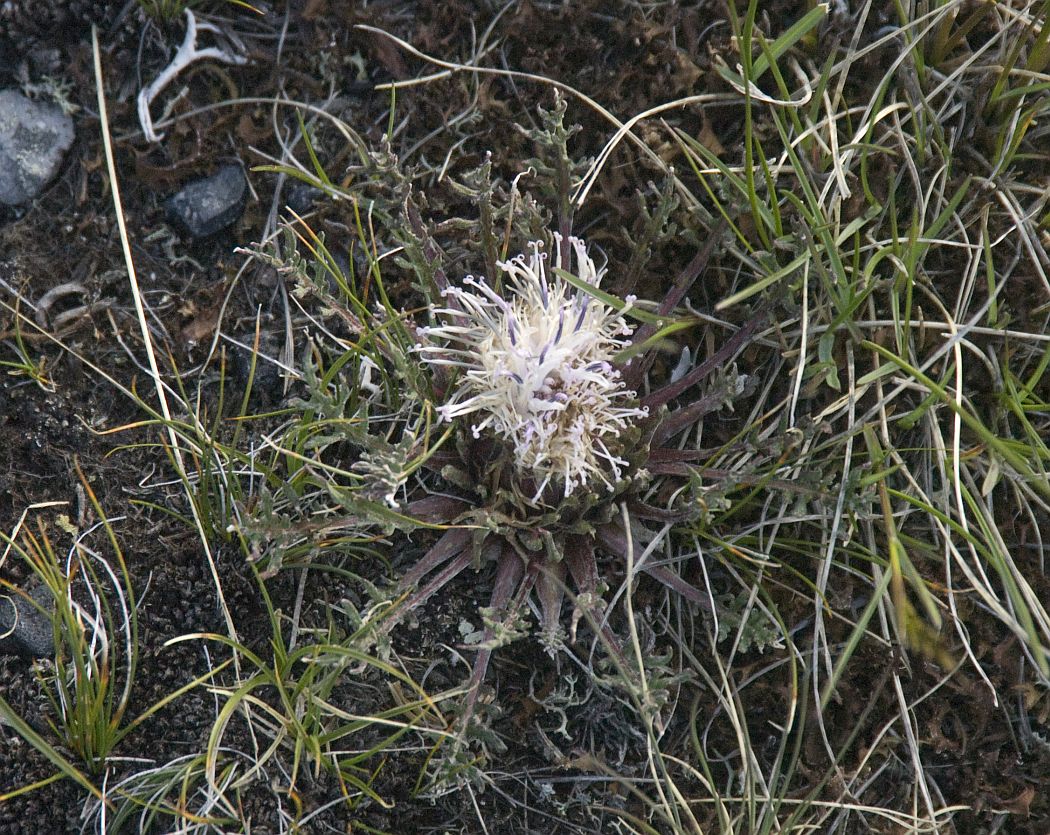 Image of Jurinella subacaulis specimen.