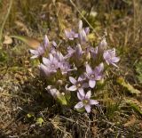 Gentianella caucasea