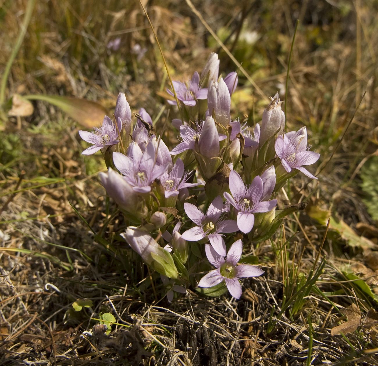 Изображение особи Gentianella caucasea.