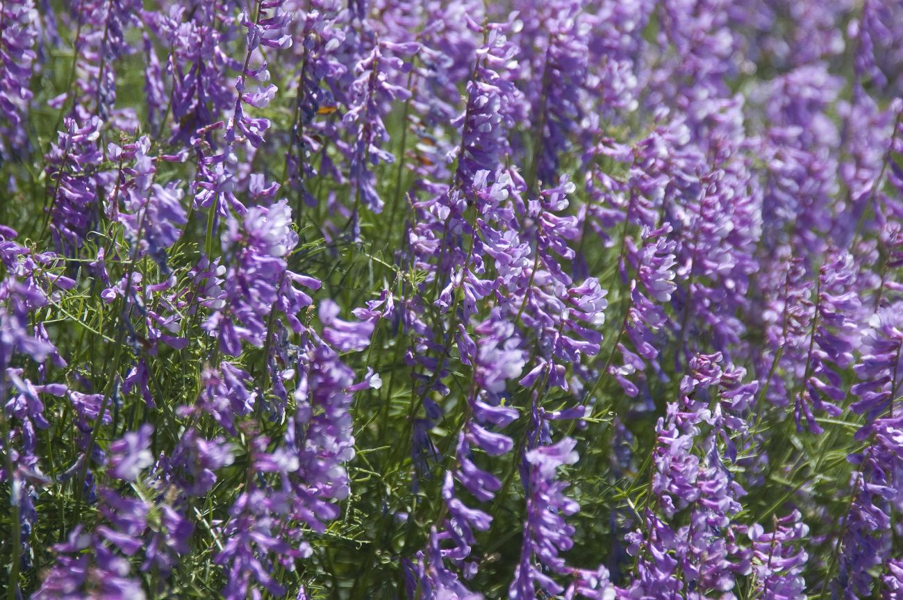 Image of Vicia elegans specimen.