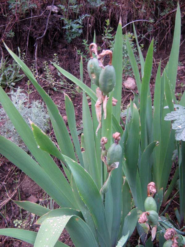 Image of Iris alberti specimen.