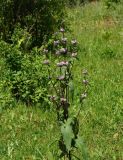 Phlomoides tuberosa