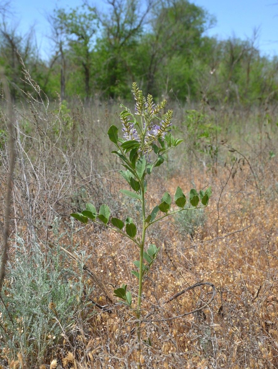 Изображение особи Glycyrrhiza glabra.