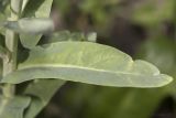 Isatis campestris. Лист. Саратов, Октябрьское ущелье, берег пруда. 27.05.2018.