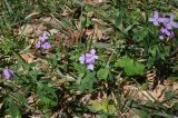 Cardamine quinquefolia