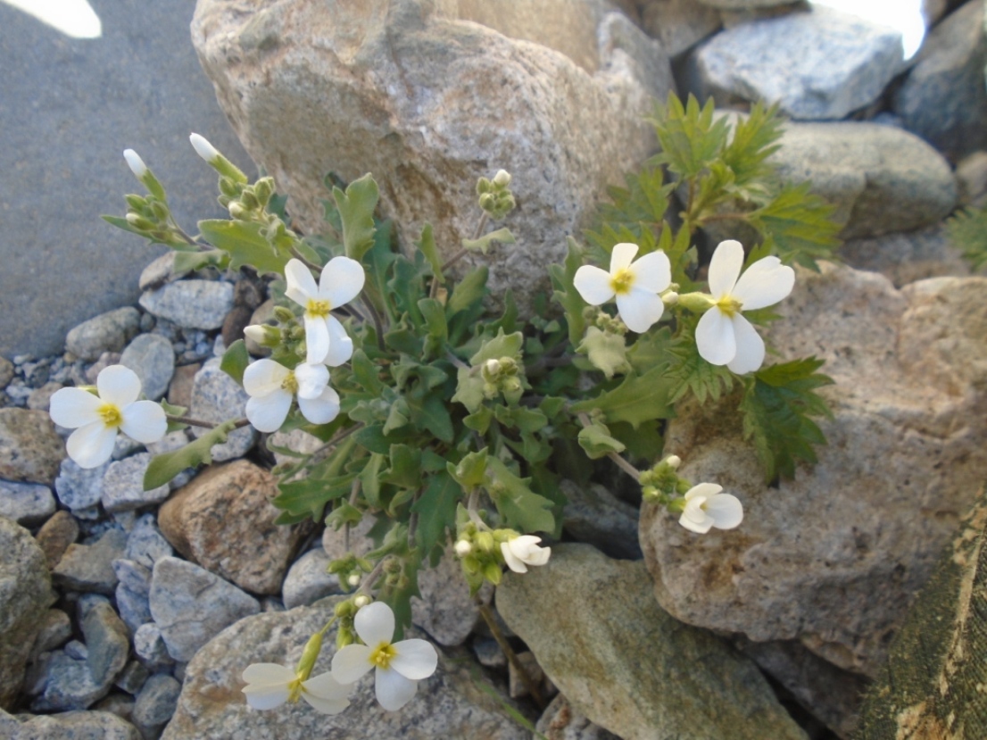 Изображение особи Arabis caucasica.