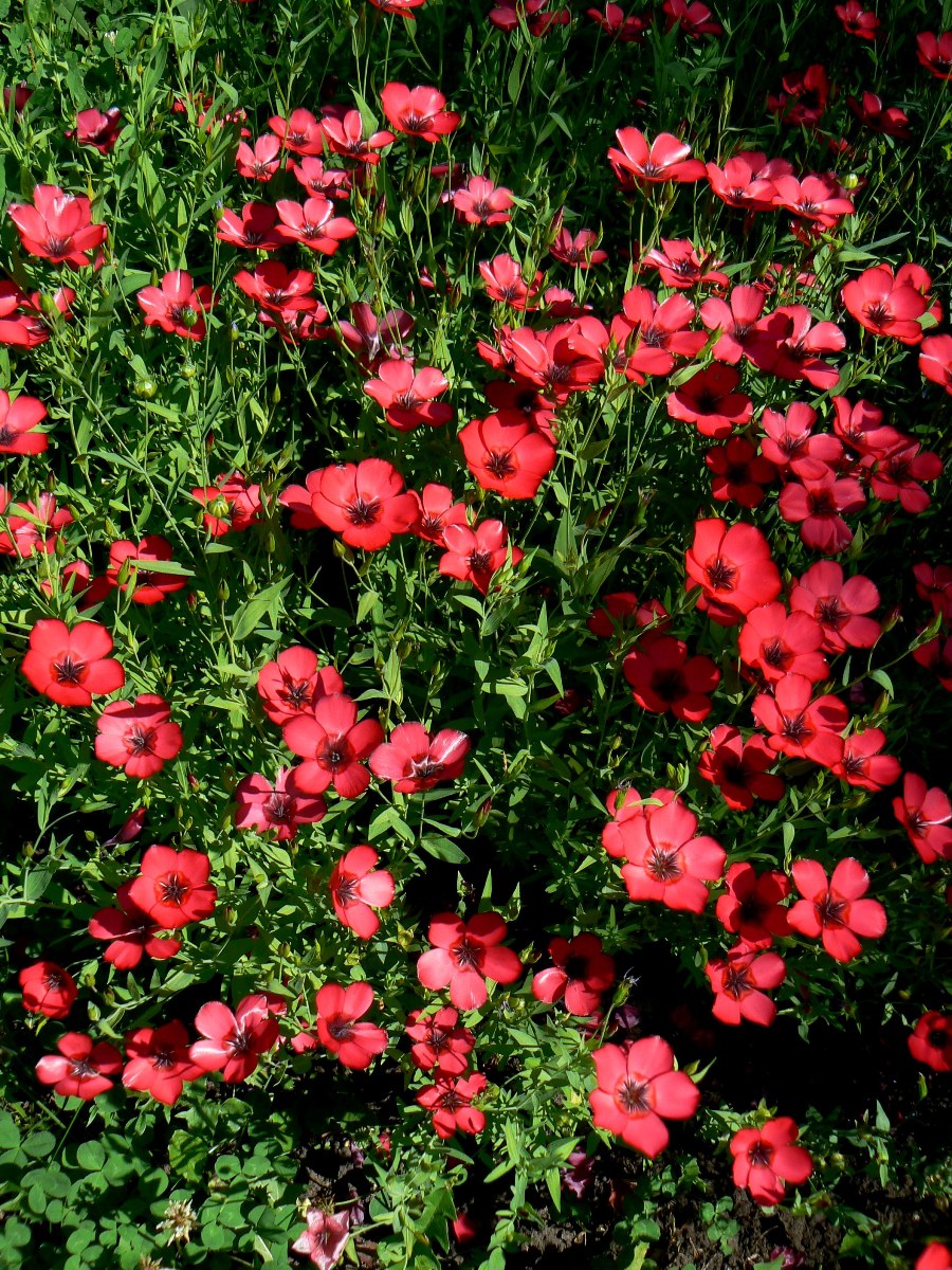 Image of Linum grandiflorum specimen.