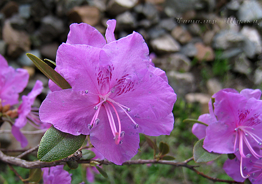 Image of Rhododendron ledebourii specimen.