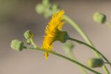 Sonchus arvensis. Раскрывшиеся и нераскрывшиеся соцветия. Краснодарский край, Приморско-Ахтарский р-н, Морозовский сельский округ, Ясенская коса. 12.06.2018.