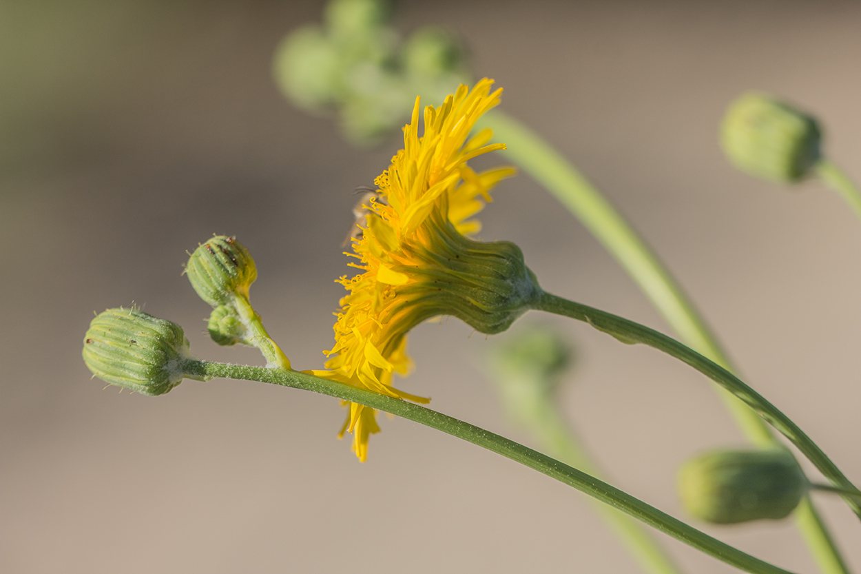 Изображение особи Sonchus arvensis.