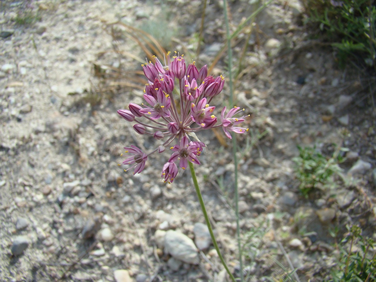 Изображение особи Allium gracillimum.