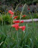 род Gladiolus