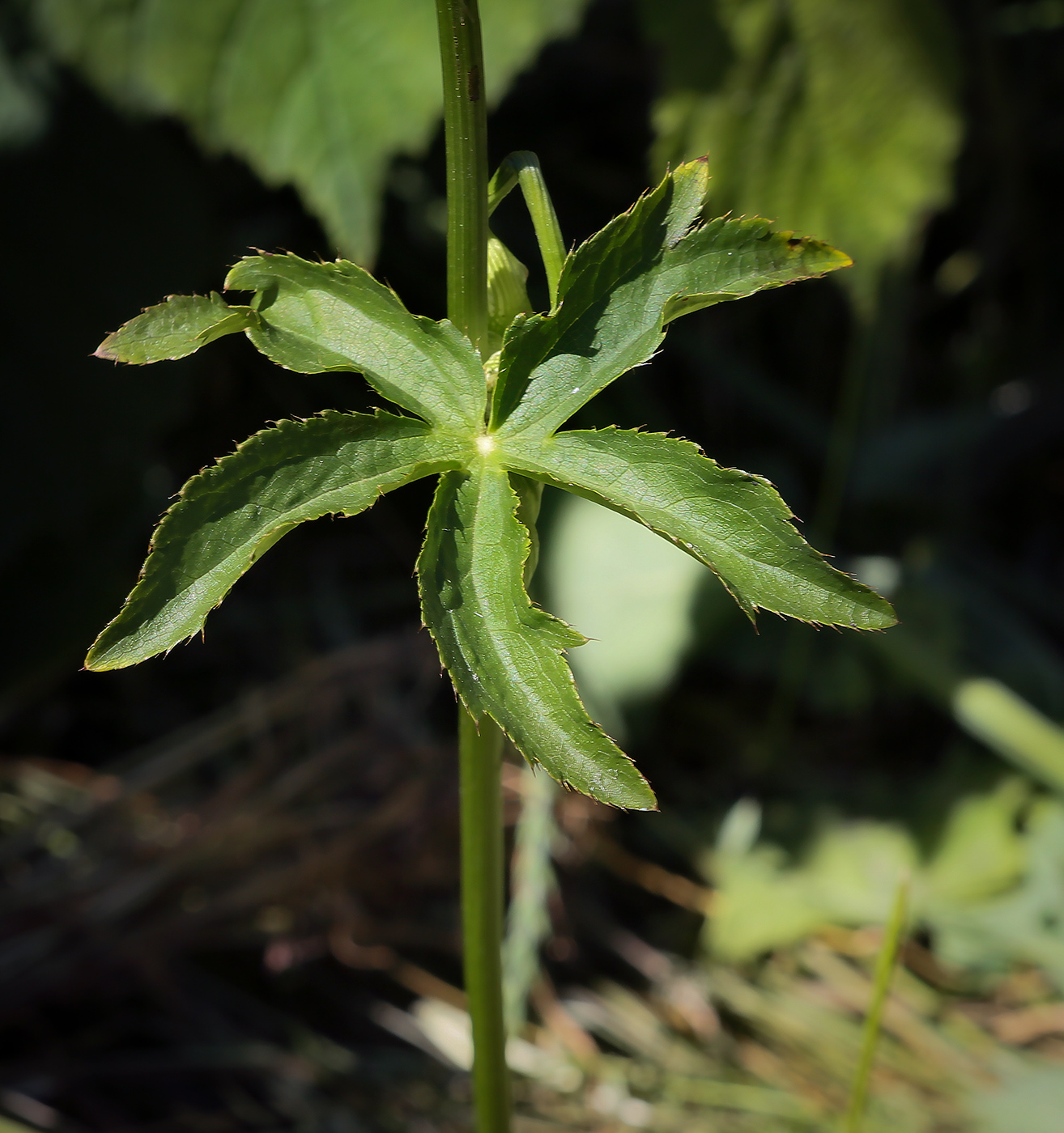 Изображение особи Astrantia major.