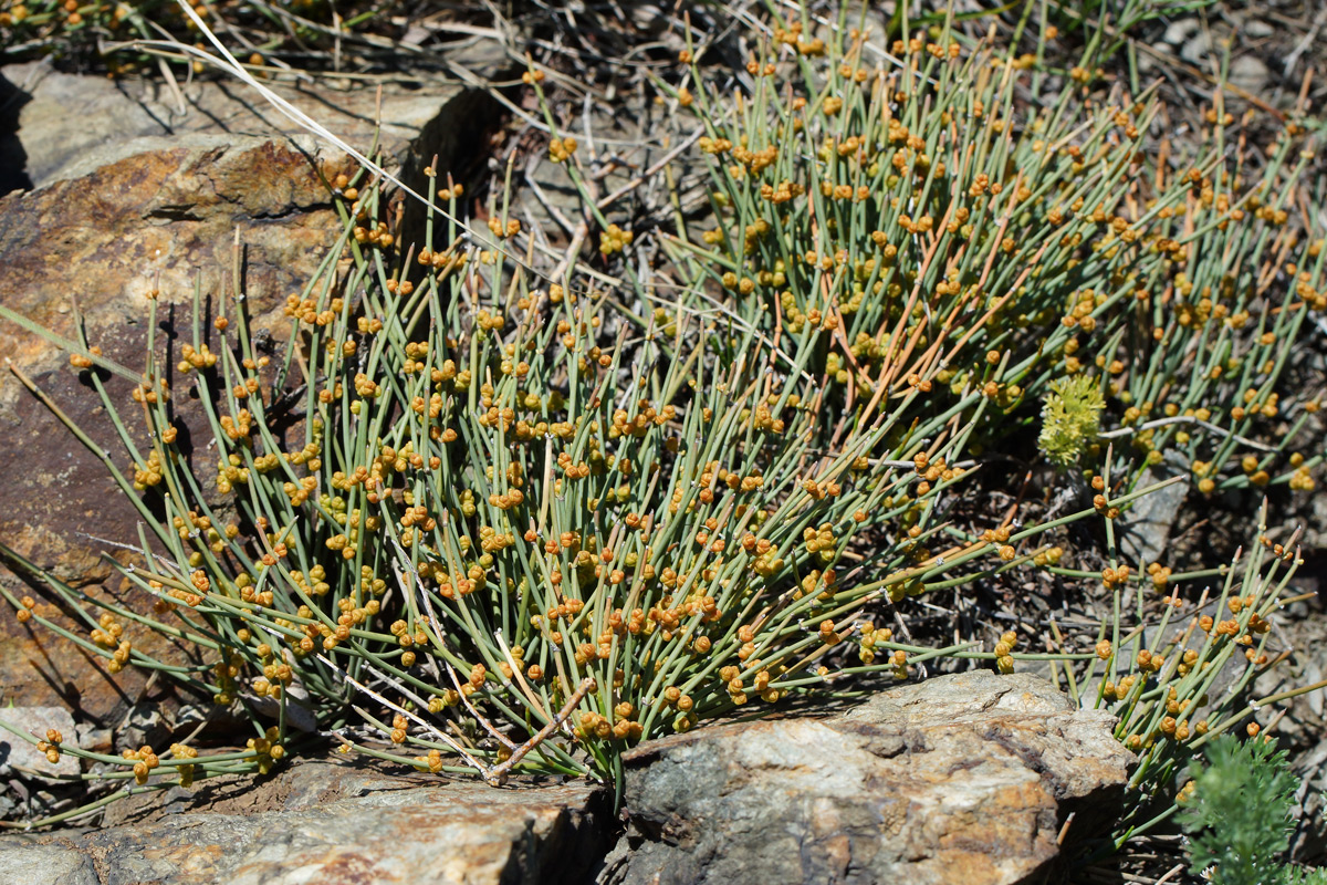 Изображение особи Ephedra dahurica.