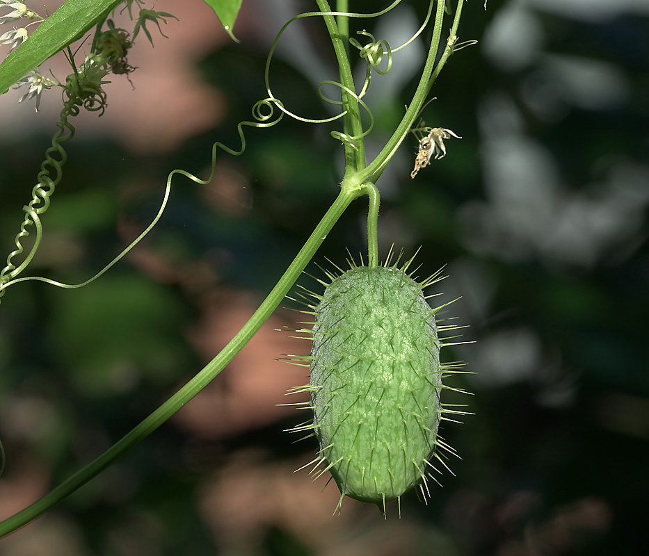 Изображение особи Echinocystis lobata.