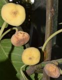 Ficus carica. Соплодия-сиконии на разной стадии развития. Узбекистан, г. Андижан. 24.08.2018.