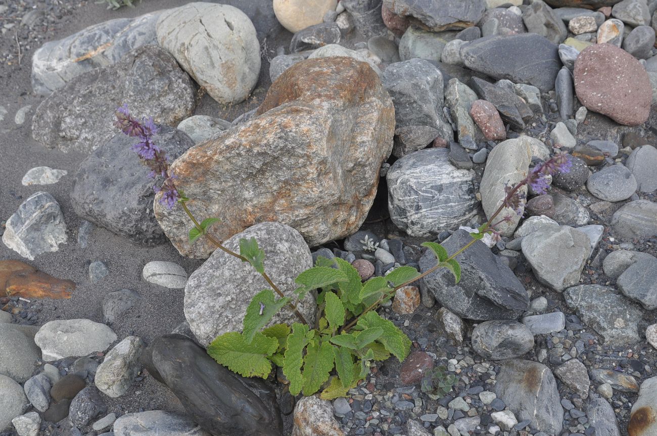 Изображение особи Salvia verticillata.