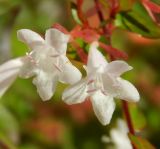 Abelia × grandiflora. Цветки. Черногория, муниципалитет Будва, пос. Бечичи (Bečići), в культуре. Июль 2018 г.