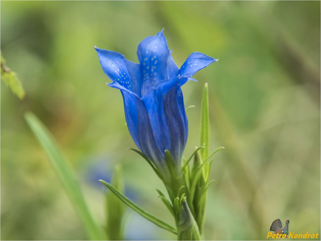 Image of Gentiana pneumonanthe specimen.