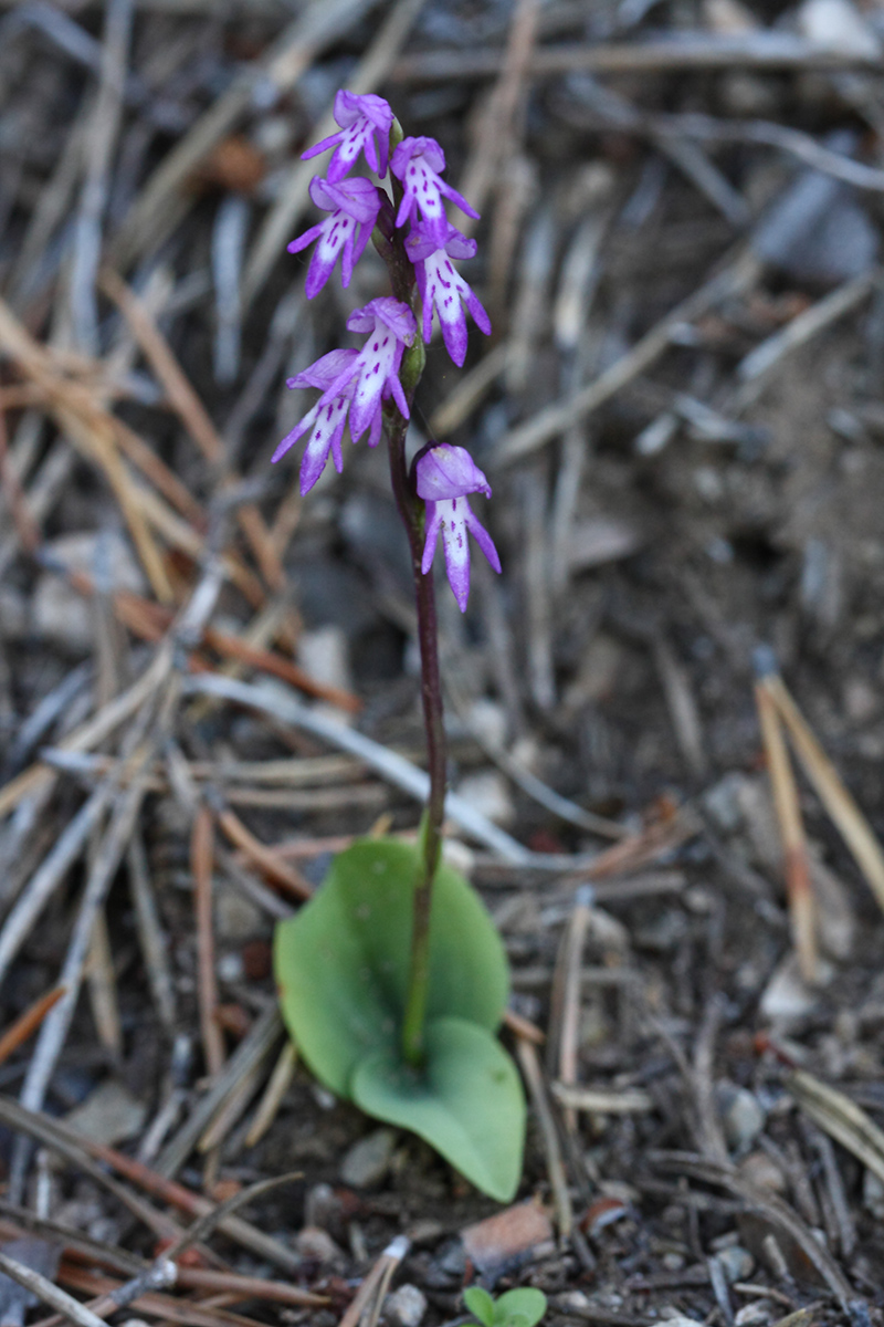 Image of Neottianthe cucullata specimen.