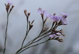 Limonium revolutum