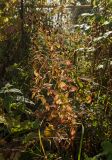 Hypericum maculatum. Плодоносящее растение в осенней окраске. Пермский край, пос. Юго-Камский, обочина дороги. 16 сентября 2018 г.