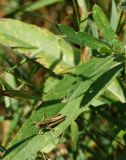 Cirsium setosum. Листья с сидящим прямокрылым насекомым. Восточный Казахстан, г. Усть-Каменогорск, правый берег р. Иртыш, склон заболоченного и высыхающего оврага. 02.08.2017.