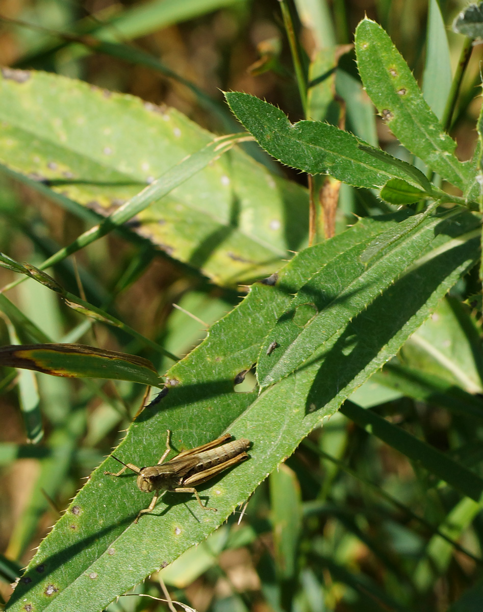 Изображение особи Cirsium setosum.