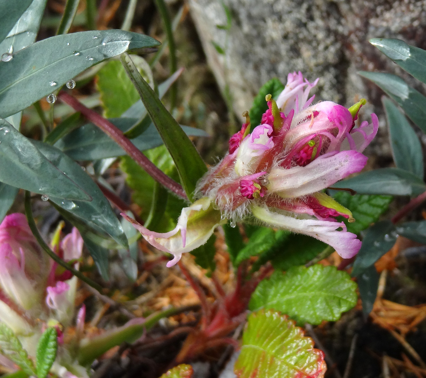 Image of Castilleja elegans specimen.