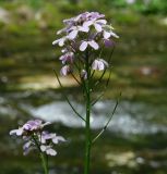 Cardamine macrophylla. Соцветие с цветками и плодами. Иркутская обл., Слюдянский р-н, берег р. Слюдянка, окр. Серебряного источника. 24.06.2018.