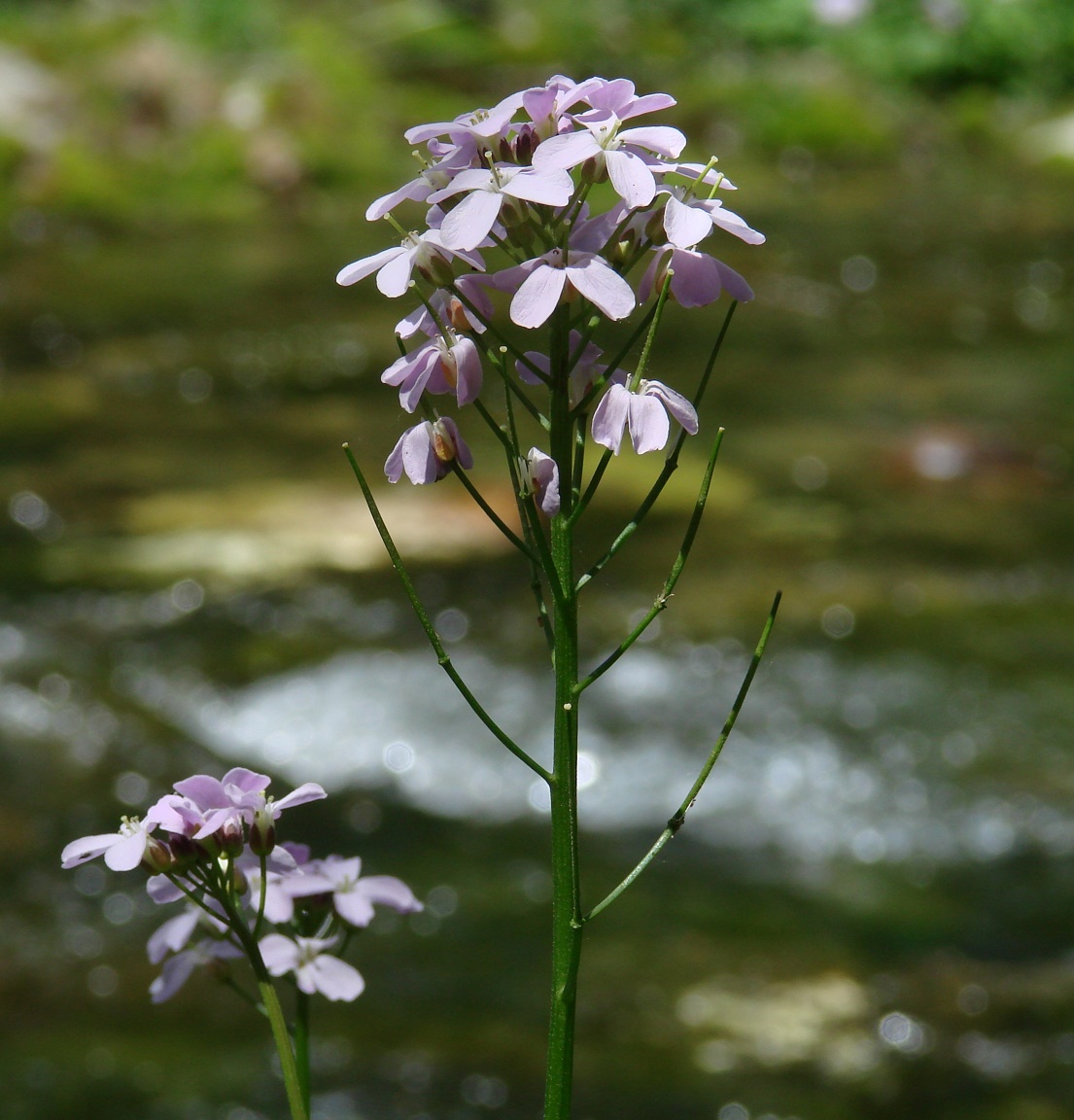 Image of Cardamine macrophylla specimen.