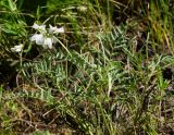 Oxytropis floribunda. Верхушка цветущего растения. Казахстан, Восточно-Казахстанская обл., г. Усть-Каменогорск, восточные окр., Лесхоз, склон сопки. 27.05.2018.