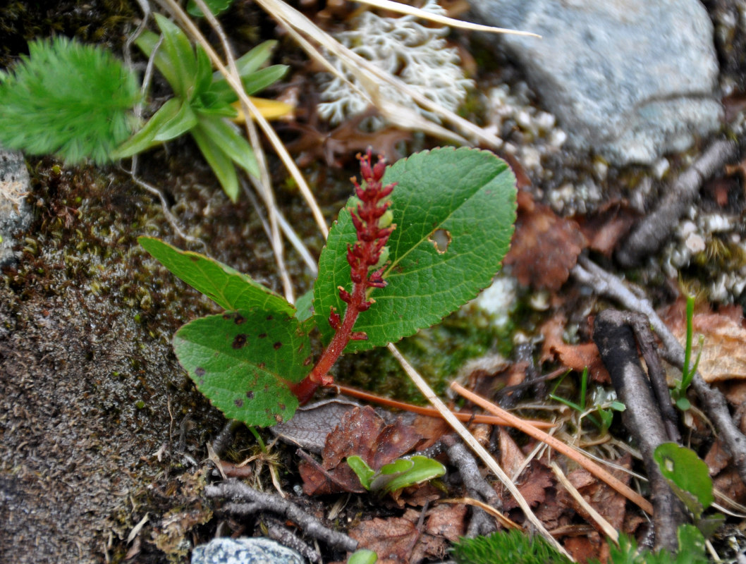 Image of Salix turczaninowii specimen.