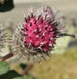 Arctium tomentosum