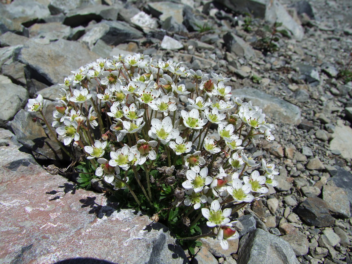 Изображение особи Micranthes merkii.