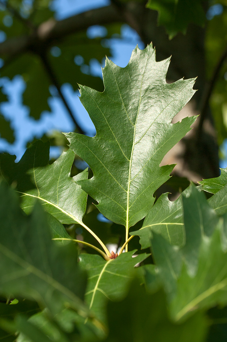 Image of Quercus rubra specimen.