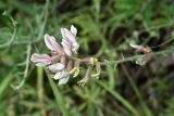 Oxytropis ornata. Часть цветоноса с соцветием. Узбекистан, Ташкентская обл., зап. отроги Чаткальского хр., гора Бол. Чимган, Песочный перевал. 06.06.2010.