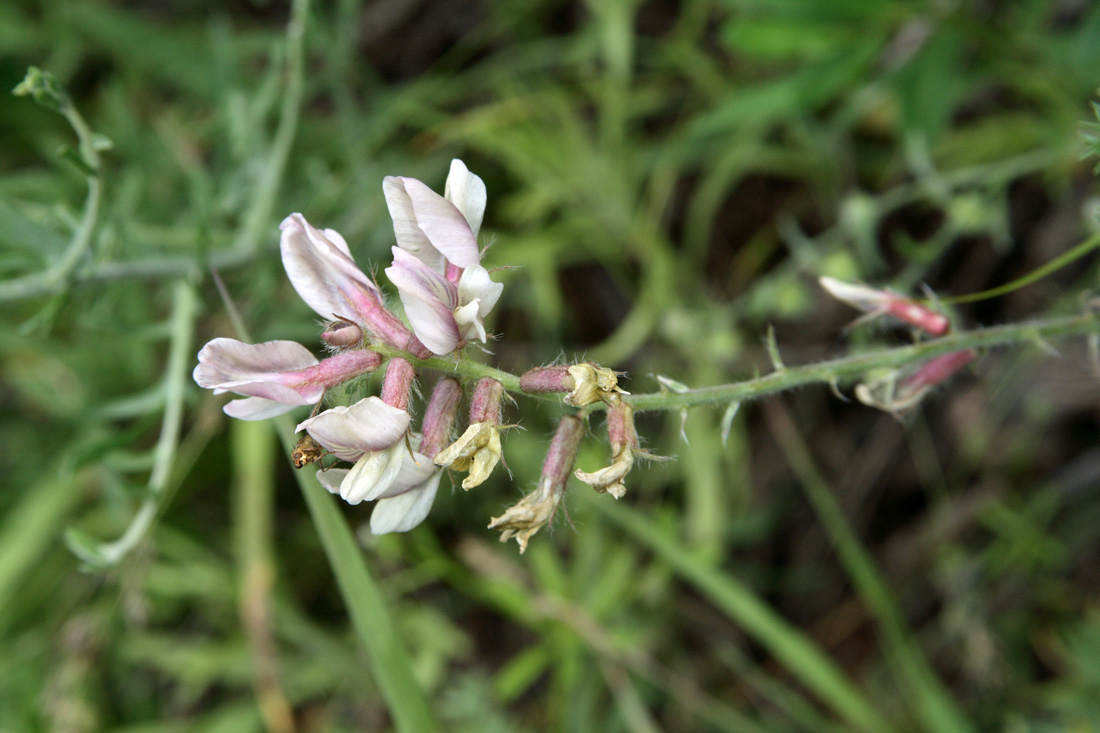 Image of Oxytropis ornata specimen.