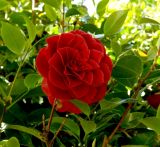 Camellia japonica. Цветок (махровый культивар). Крым, Южный Берег, Партенит, парк ЛОК \"Айвазовское\". 30.04.2018.