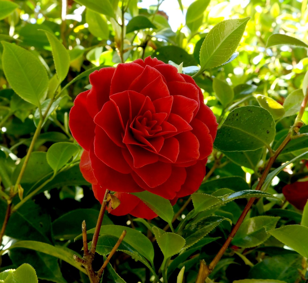 Image of Camellia japonica specimen.