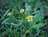 Geum aleppicum