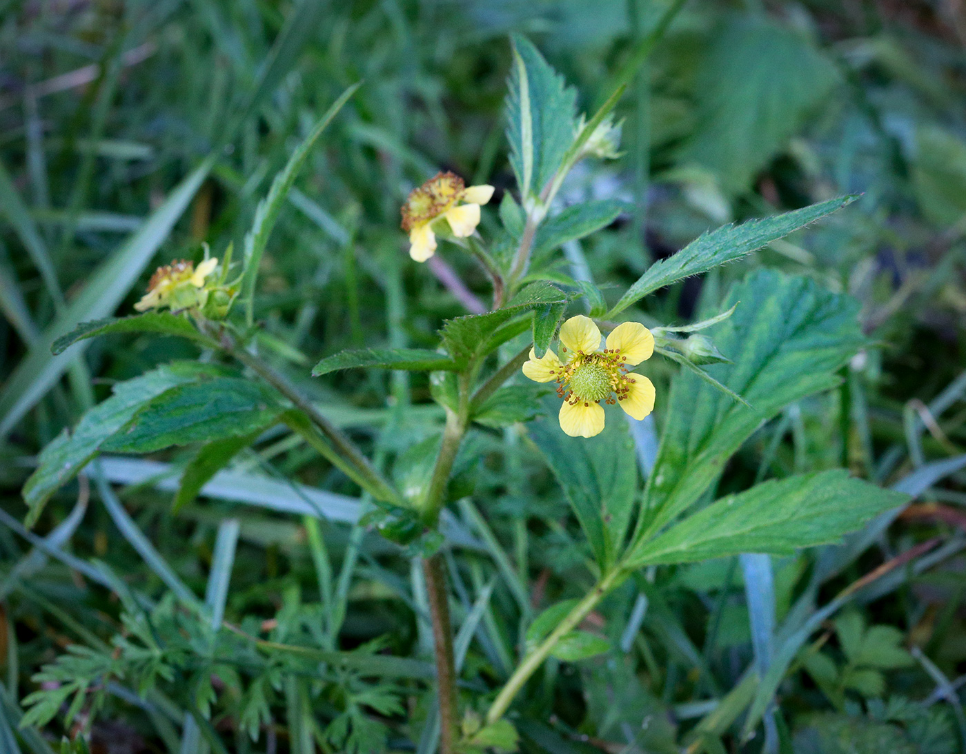 Изображение особи Geum aleppicum.