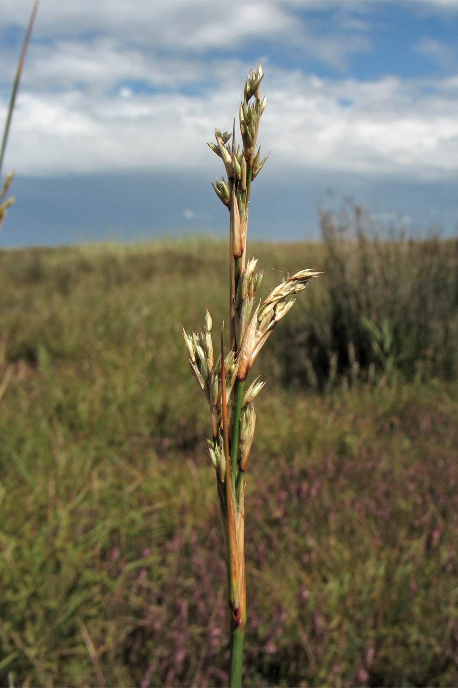 Image of Juncus maritimus specimen.