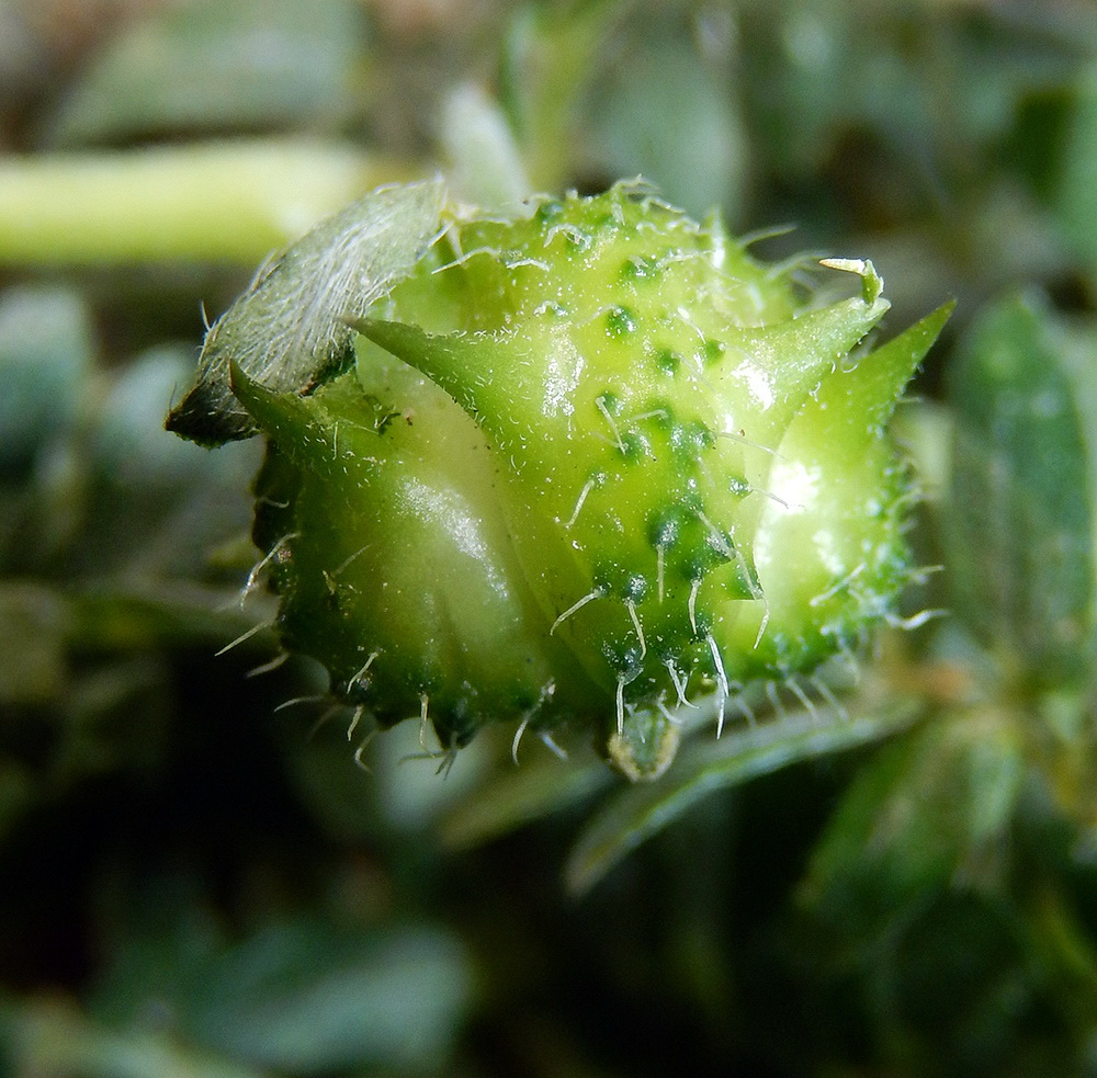 Изображение особи Tribulus terrestris.